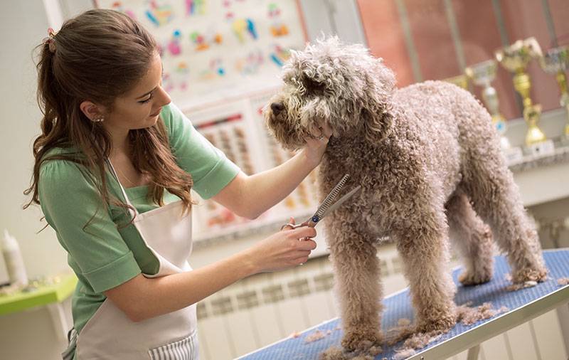 Pet Grooming In Sunrise