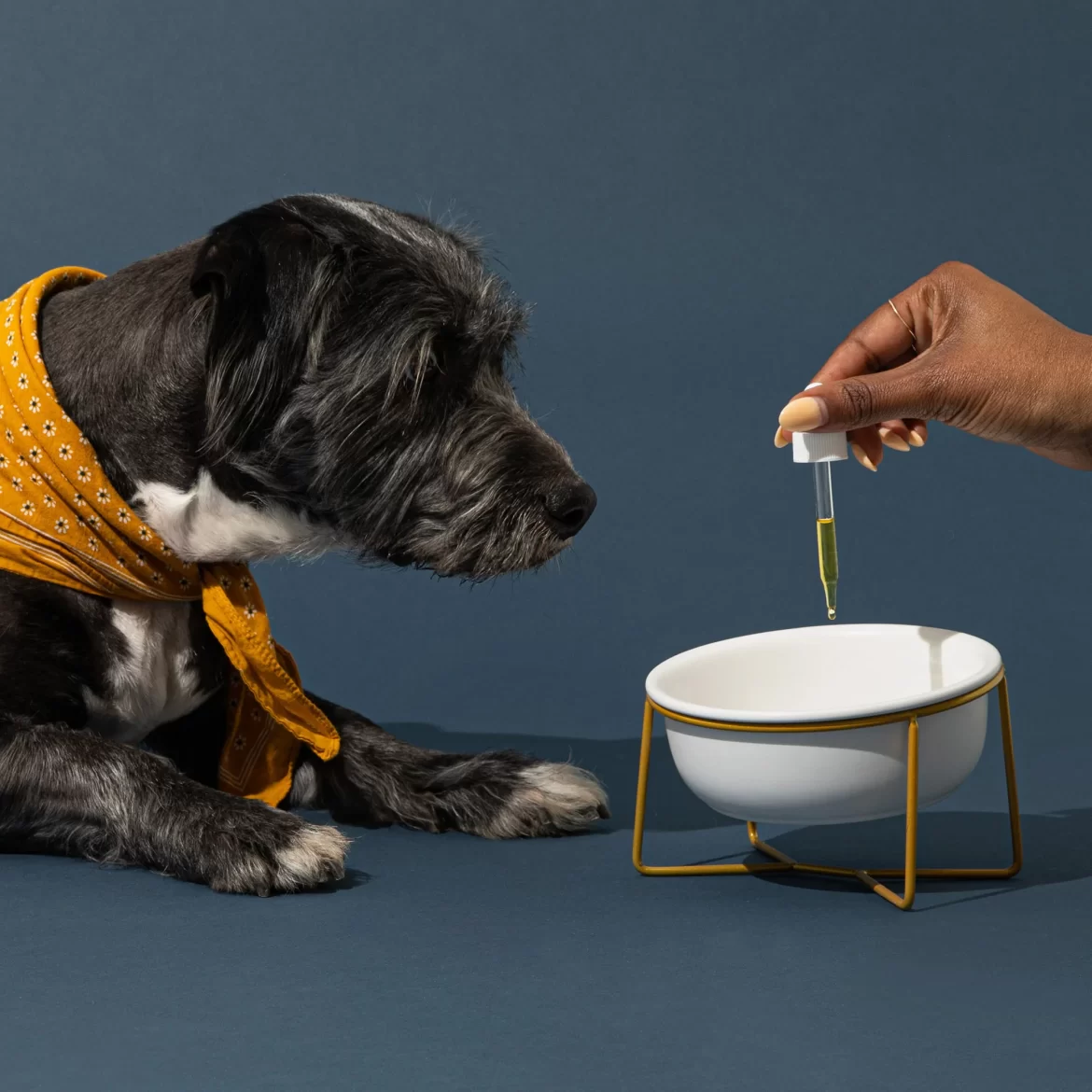 Can CBD oil be used to complement traditional veterinary treatments, and are there any potential interactions with other medications?
