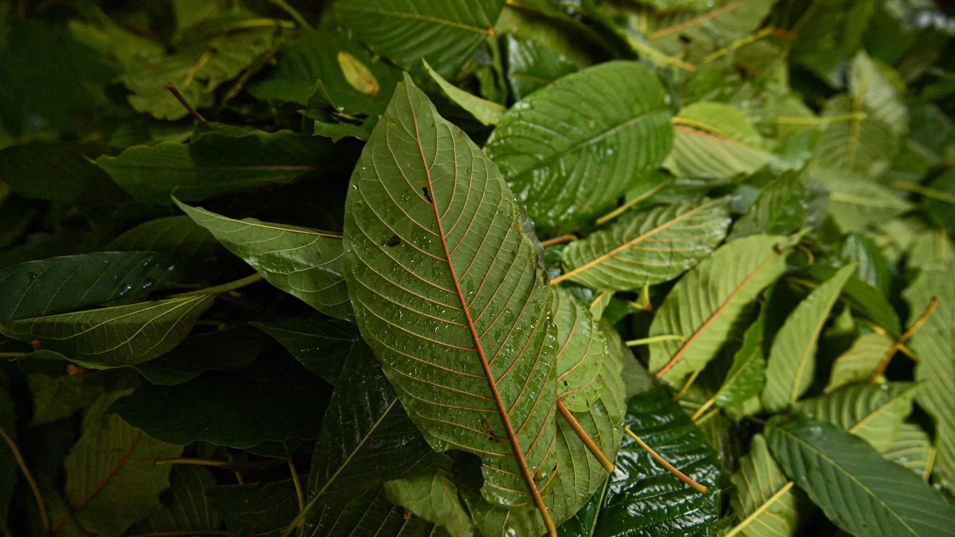 is kratom safe